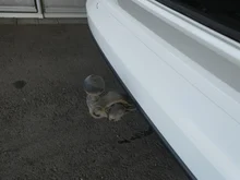 VW Golf Variant Life TDI in Pure White